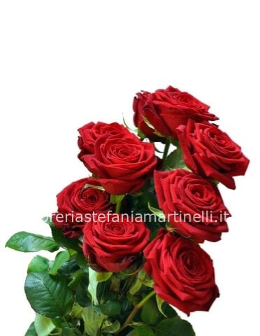 Rose a stelo lungo di prima scelta