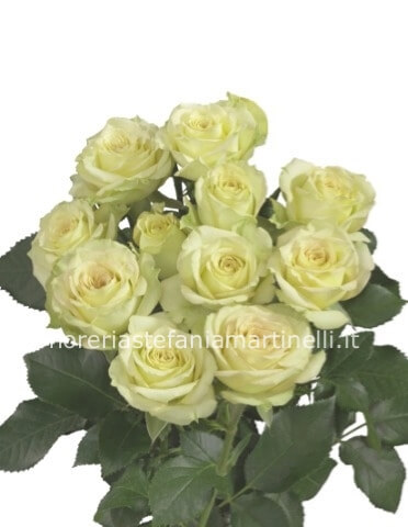 Rose bianche a steli, prima scelta,