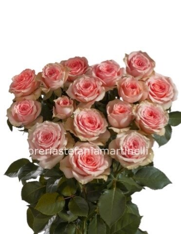 Rose rosa extra