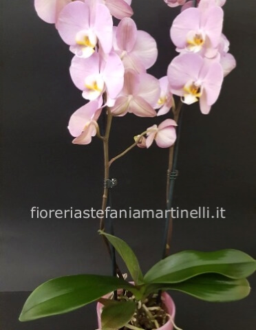 Pianta di phaleonopsis sui toni del rosa a 2 steli con vaso in ceramica