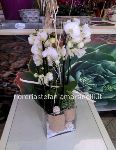 Composizione phalenopsis bianca