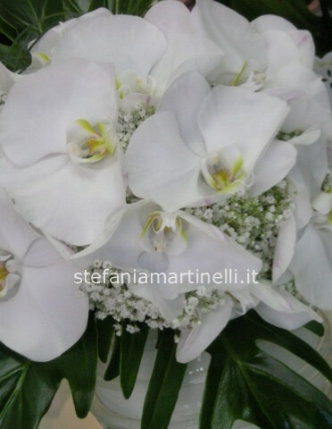 Bouquet phalenopsi bianco e gipsofila