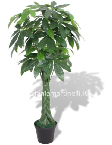 pianta pachira h 180