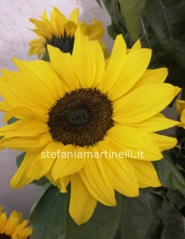 Girasoli gambo lungo