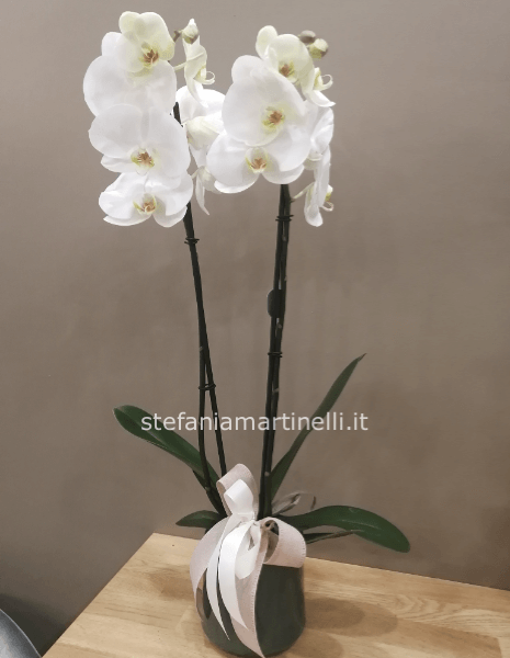 Pianta di phalenopsis bianca