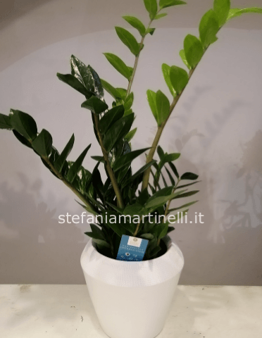 Pianta di zamioculcas con vaso in ceramica