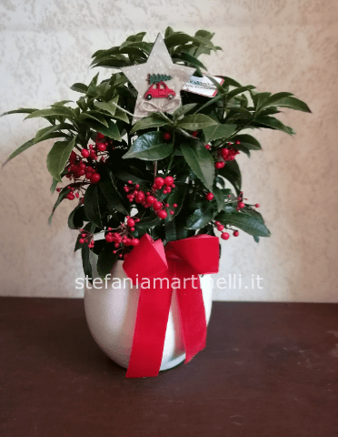 Pianta di ardisia