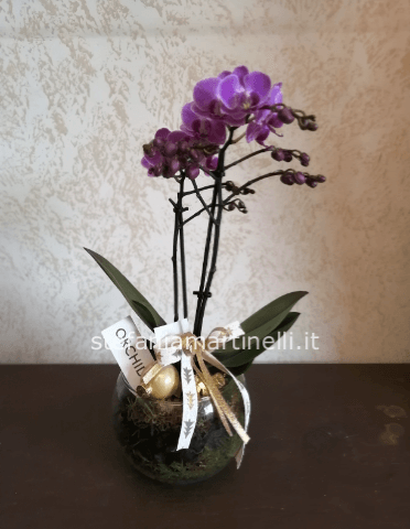 Pianta di phalenopsis