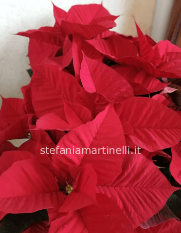 pianta di stella di Natale 