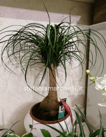 pianta beucarnea
